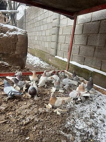 кольца для голубей: Продаю голубей! — 4