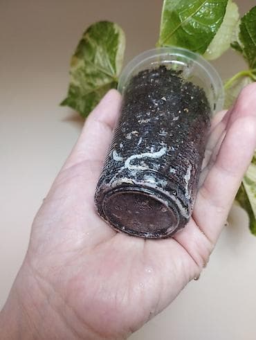 цветы розы саженцы: В продаже Вариегатный Липовидный Гибискус — 4