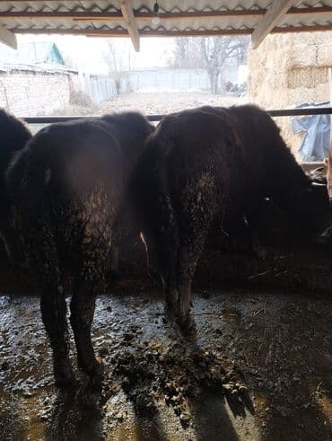 отдам животных в хорошие руки: Продаю | Бык (самец) | На откорм | Привязанные — 3