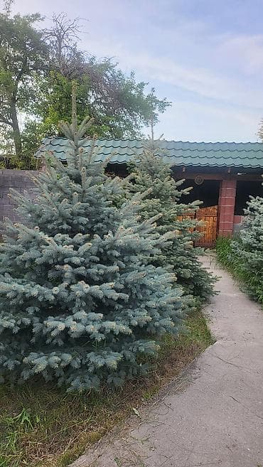 сары булун: Ель голубая (Picea pungens ‘Glauca’) — взрослые декоративные деревья — 2