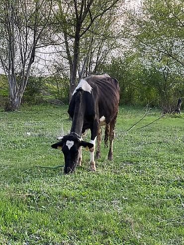 корм для коровы: Продаю | Корова (самка) | Голштин | Для молока | После отела — 5