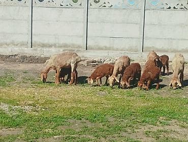 бараны рамановский: Продаю | Овца (самка) | На забой — 4