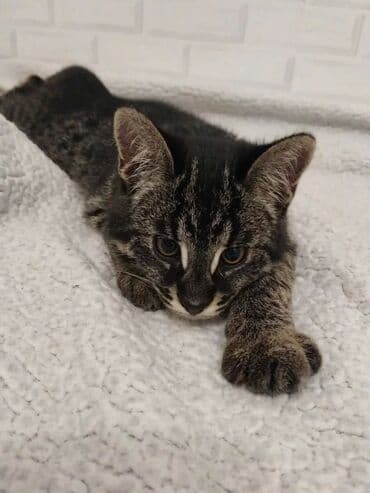 леопардовая кошка цена: Экзотикалык, 1 жаш, Эркек, Документтери менен, Эмделген, Курттардан тазаланган — 5