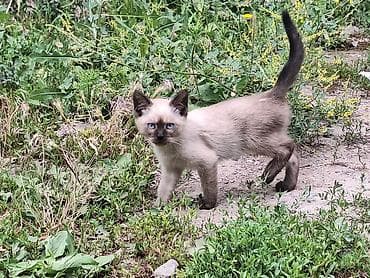Продажа кошек: 4 котята. отдам даром. ходят строго в латок домашние обученные — 1