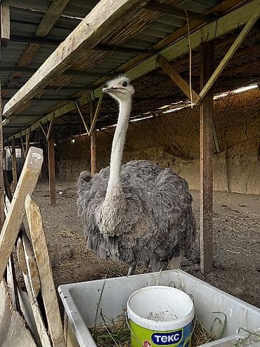 А/ч жаныбарлары үчүн тоюттар: Продаётся серый страус 🦢 Красивая и ухоженная страусиха серого — 1