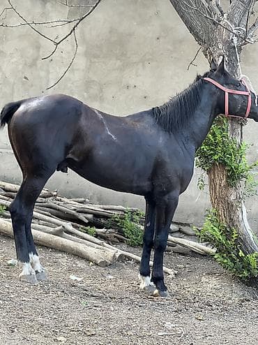 кунан байтал: Продаю | Конь (самец), Жеребец, Жеребенок | Для разведения, Рабочий, Конный спорт — 3