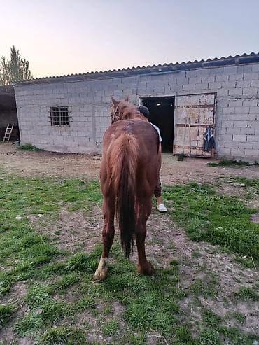 лошад тай: Продаю | Конь (самец) — 2