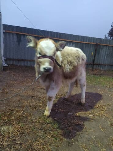 животные для дома: Продаю | Тёлка | Полукровка, Ангус | На откорм | Привязанные — 3