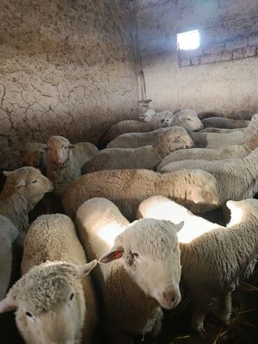 купить улиток в аквариум: Продаю | Ягненок | Меринос | На забой, Для разведения, Для шерсти | Осеменитель — 2