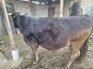 продаю дойных коров: Продаю | Корова (самка) | Для молока | Стельные — 5