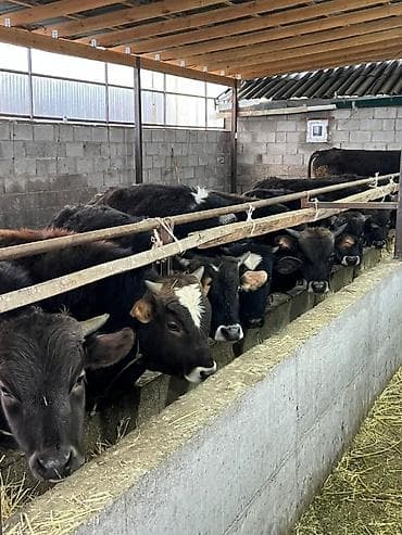 продаю быки: Продаю | Бык (самец) — 10