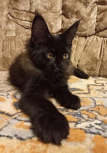 белый кошка: 🐾🐈Очеровательные котята мейн-кун готовы к переезду! Родились — 4