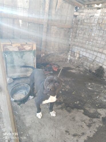 кролик французский баран: Собака средних размеров, короткошерстная. Окрас: черный с белой — 1