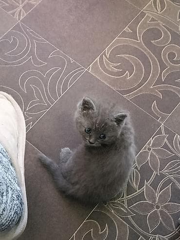 scottish fold: 1 месяц, Девочка, Приучена к лотку — 5