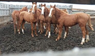 Лошади, кони: Продаю | Жеребенок | Полукровка | Для разведения | Племенные — 4