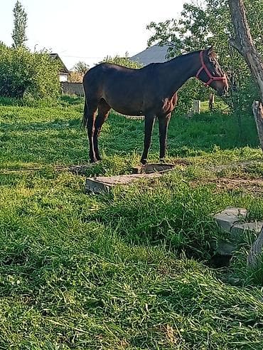 Продам с/х животных: Продаю | Кобыла (самка) | Английская | Рабочий — 2