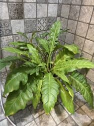 диффенбахия купить: Продаю в ассортименте цветы из личной коллекции. Все взрослые, мощная — 10