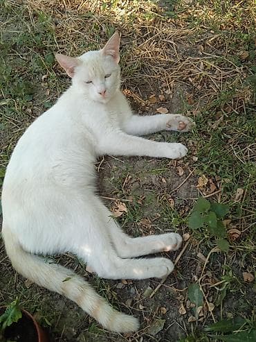 животные кошка: Котята и молодые кошки разных окрасов бесплатно - Домашние котята из — 3