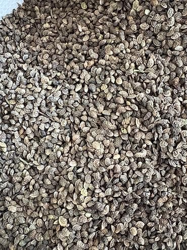 продаю фермы: ЭСПАРЦЕТ Описание: Продаю семена эспарцета. Кормовая бобовая — 2