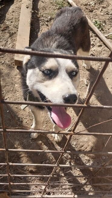 сколько стоит чихуахуа в бишкеке: Хаски, 1 год, Самка, С родословной — 1