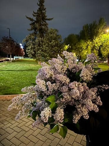 сирени: Большой пышный букет сирени - Свежесрезанные сиреневые соцветия с — 1