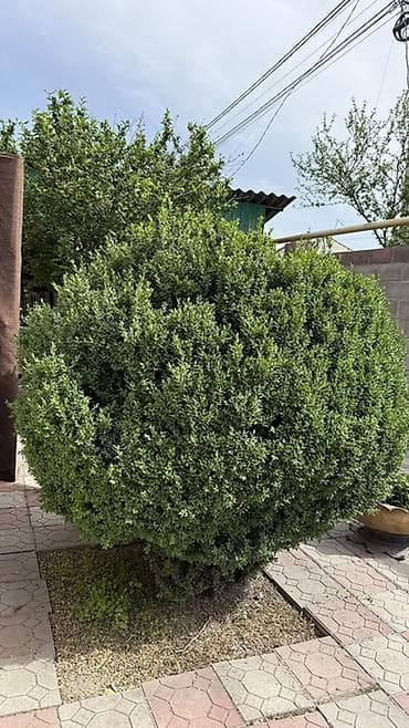 цветов: Самшит (Buxus sempervirens), крупный сформированный шар. - — 2