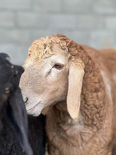 Продаю | Ягненок | Для разведения | Племенные