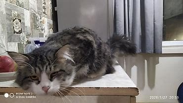 порода бенгал цена: Пушистый домашний кот с выразительной мордочкой и розовым носиком — 6