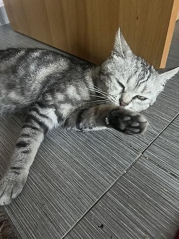 пародистый кошка: Британская короткошёрстная, 2 года, Мальчик, Приучена к лотку — 2