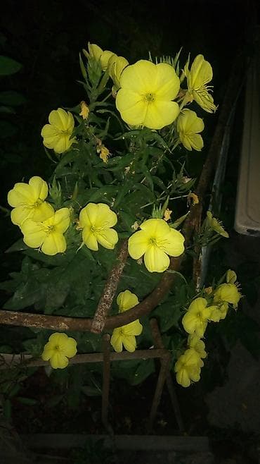 цветы для огорода: Садовые цветы - ночная свеча, распускается с наступлением сумерек — 1