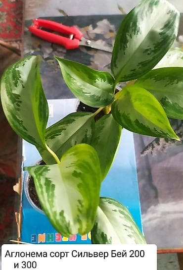 жевательная резина: Продаю цветы — 5