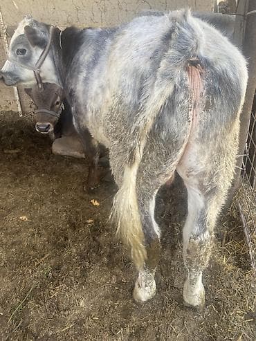 Продаю | Бык (самец) | Привязанные — 1