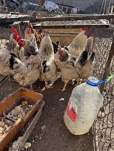 джерси: Продаю | Куры | Домашняя | Для разведения — 8