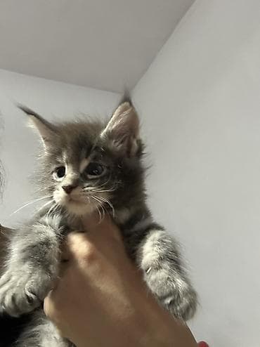 котята простые: Мейн-кун, 1 месяц, Мальчик, Черный, Приучена к лотку, Проглистована, С документами — 2