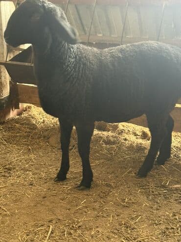 кой сойгуч: Продаю | Овца (самка) | Для разведения — 2