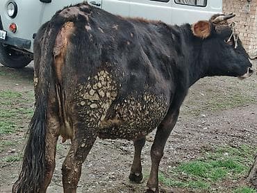 клевер белый: Продаю | Корова (самка) — 4