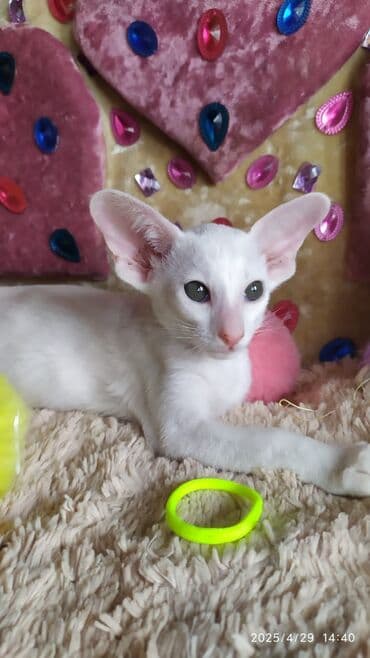 новорожденные котята: Ориентальная, 2 месяца, Мальчик, Рыжий, Приучена к лотку, Проглистована, С документами — 26