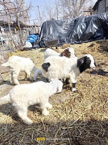 коозу кой: Продаю | Козлёнок | Для разведения — 2