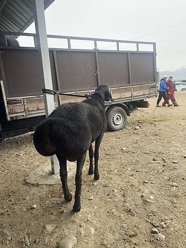 Продаю | Баран (самец) | Для разведения | Племенные