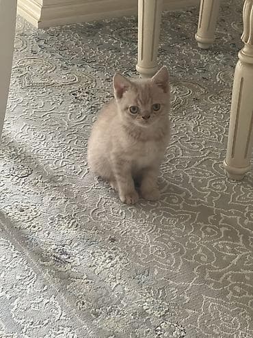 продам вислоухих котят: Британская короткошёрстная, 2 месяца, Мальчик, Рыжий, Приучена к лотку — 2