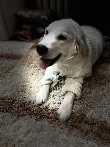 сенбернар купить: Лабрадор-ретривер, 2 года, Самец, С прививкой — 4