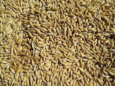 Ячмень на продажу. - Качество хорошее: чистое, ровное зерно, без