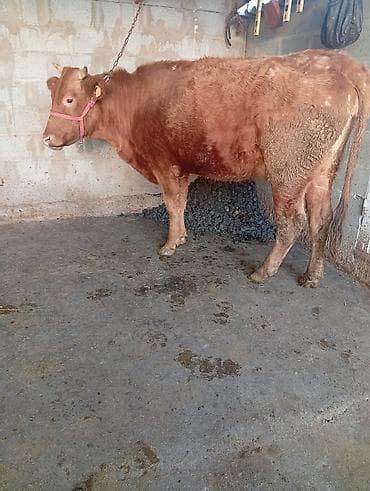 куплю быка: Продаю | Корова (самка), Тёлка, Музоо, торпок | Алатауская, Швицкая | Для разведения, Для молока | После отела, Искусственник — 4