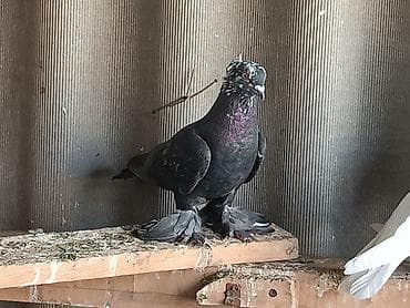попугай нимфа: Пол не известно самка или самец, лет игра гарантия! — 3