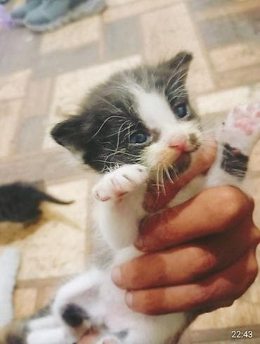Мышыктар: Котята трёхцветной и полосатой окраски - Порода: беспородные - Окрас — 3