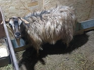 Продаю | Коза (самка)