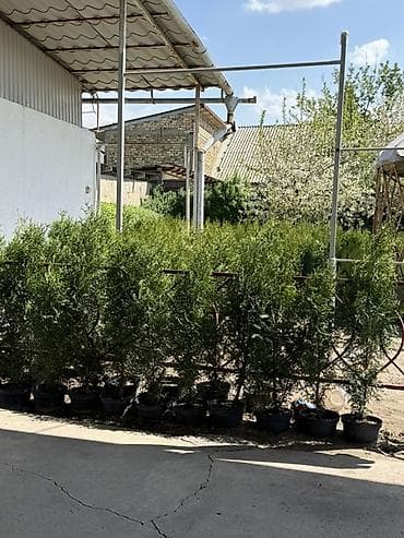 small table: Туя колоновидная рост 1 метр - 1.20 -1.30 см цена 1500 сом — 3