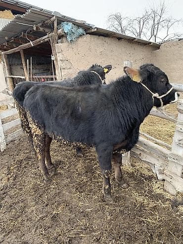 абердин: Сатам | Бука (эркек), Музоо | Ангус, Абердин-ангус | Бордоп семиртүү үчүн, Союуга — 10