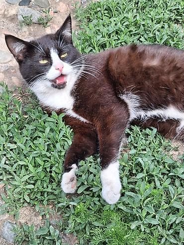 сиамские котята: Кошка даром: Сиамская, 10 месяцев, Девочка, Приучена к лотку — 2