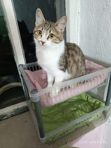 аксессуары для кошек: 5 месяцев, Девочка, Кастрирована, Приучена к лотку, Проглистована — 3